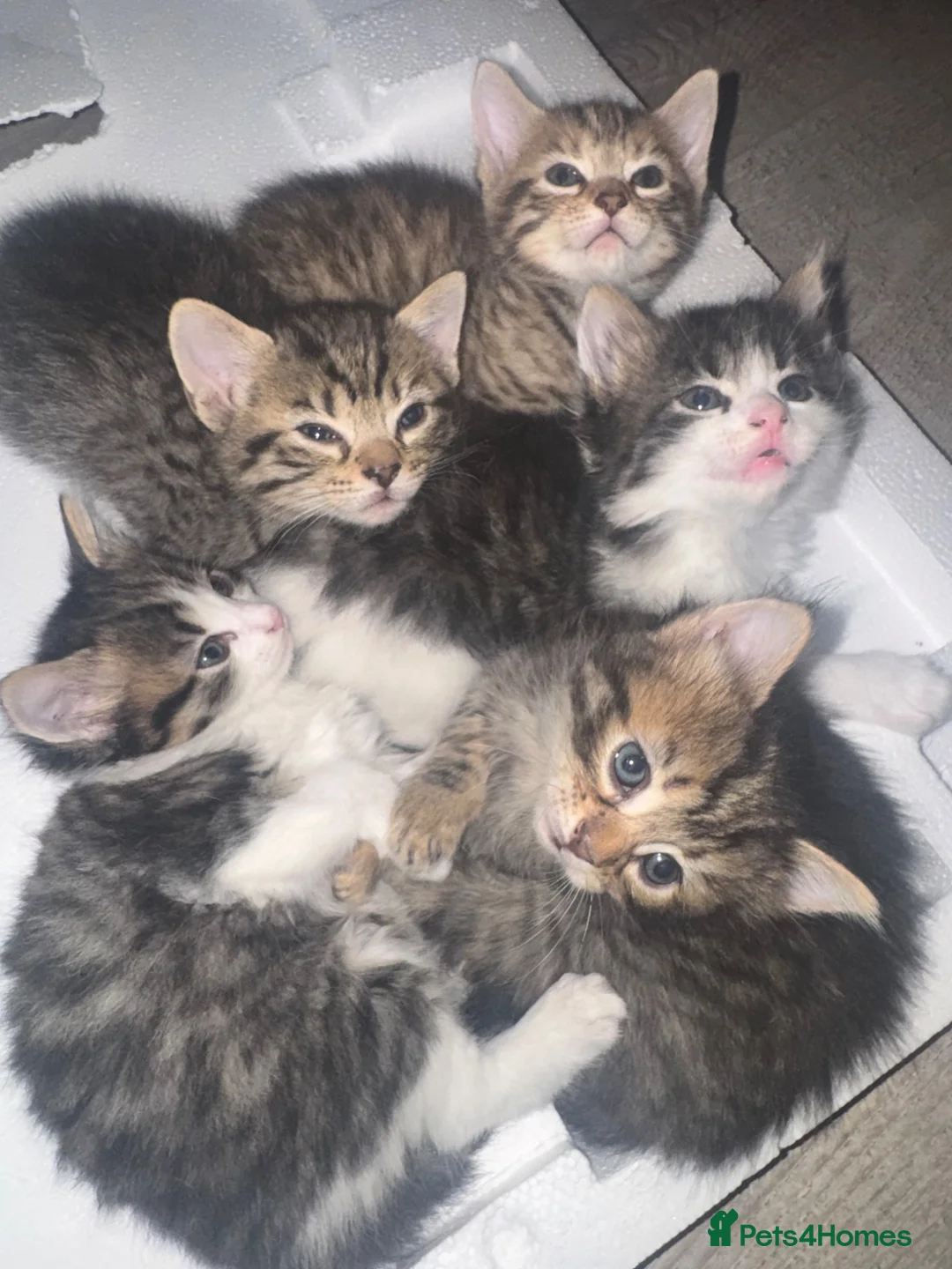 British Shorthair cats for sale: 5 Beautiful kittens Available in End If June  in Enfield - Advert 1