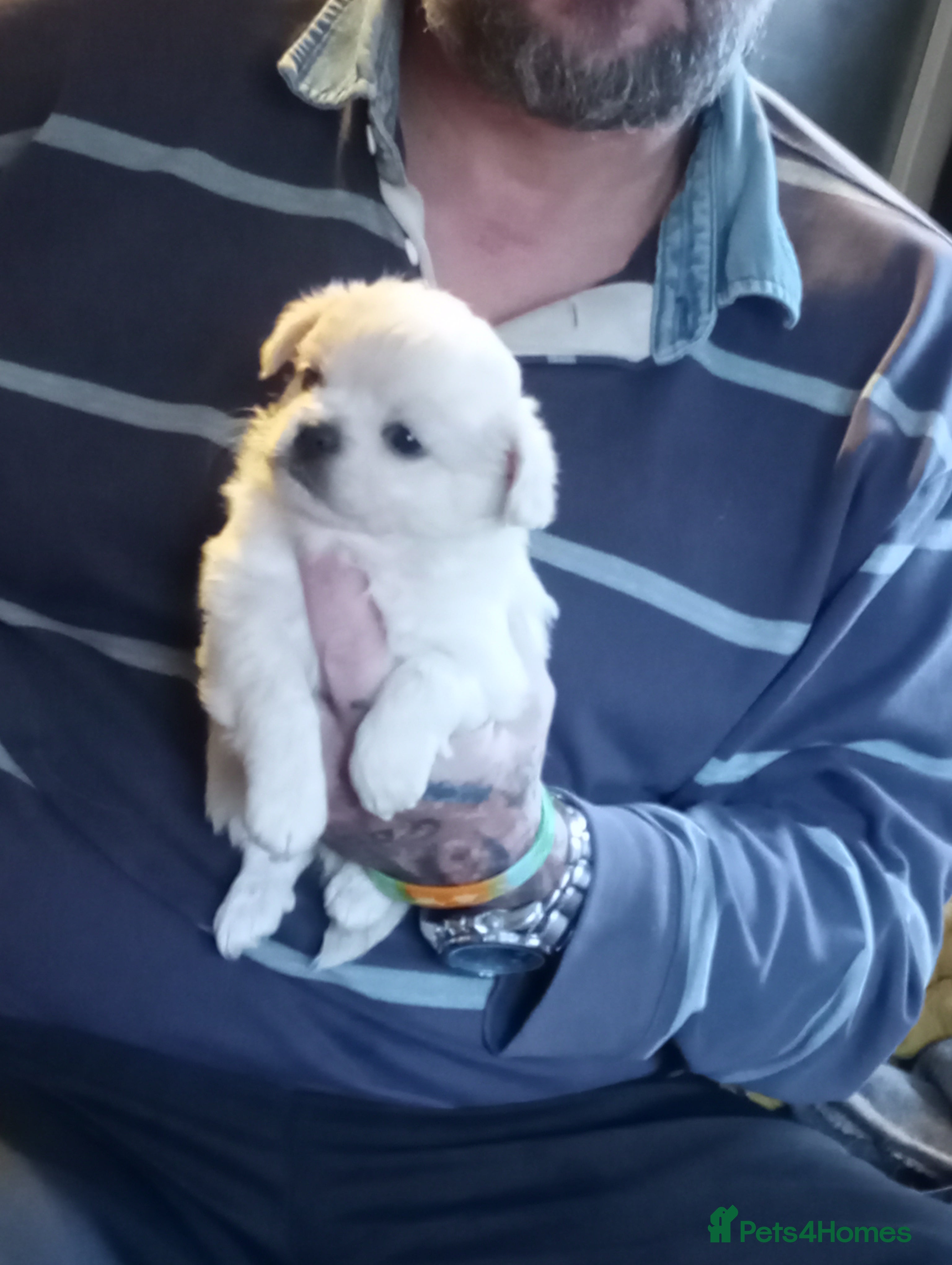 Chihuahua dogs Long haired chihuahua little boy  - Advert 15