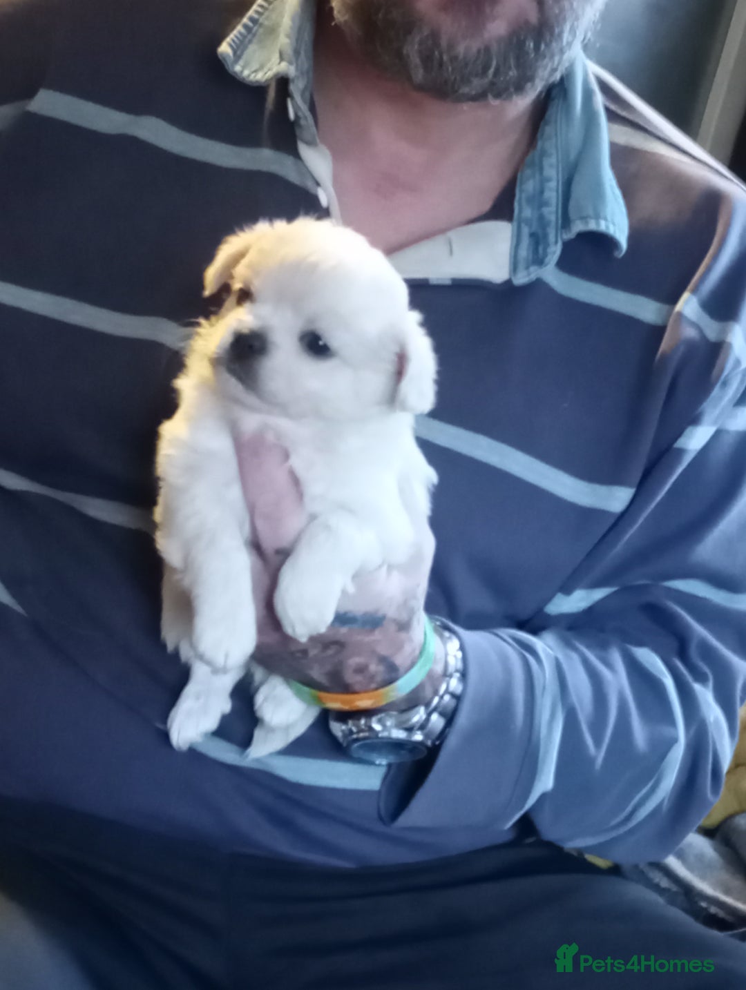 Chihuahua dogs for sale: Long haired chihuahua little boy  - Advert 1