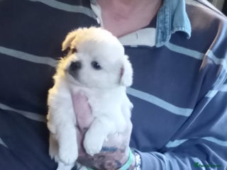 Chihuahua dogs Long haired chihuahua little boy - Advert 2