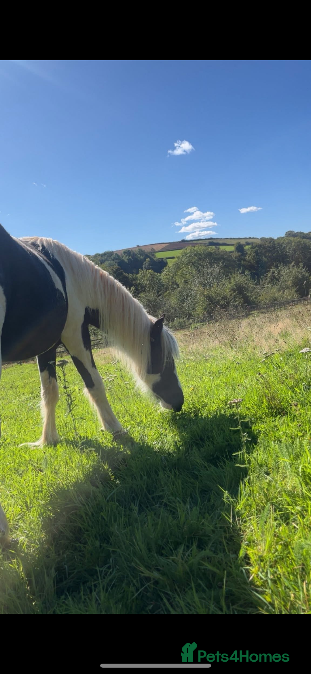 Irish Cob horses for sale: 🌸💖luna🌸💖 - Image 3