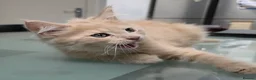 Maine Coon cats for sale: Rare Colour 3/4 Maincoon Ragdoll Mix Kitten - Advert 34