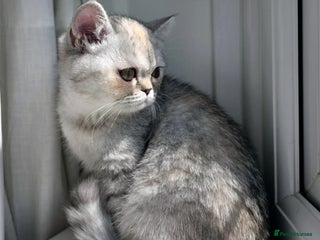 Exotic cats Supreme Quality Exotics - TICA reg - Advert 6