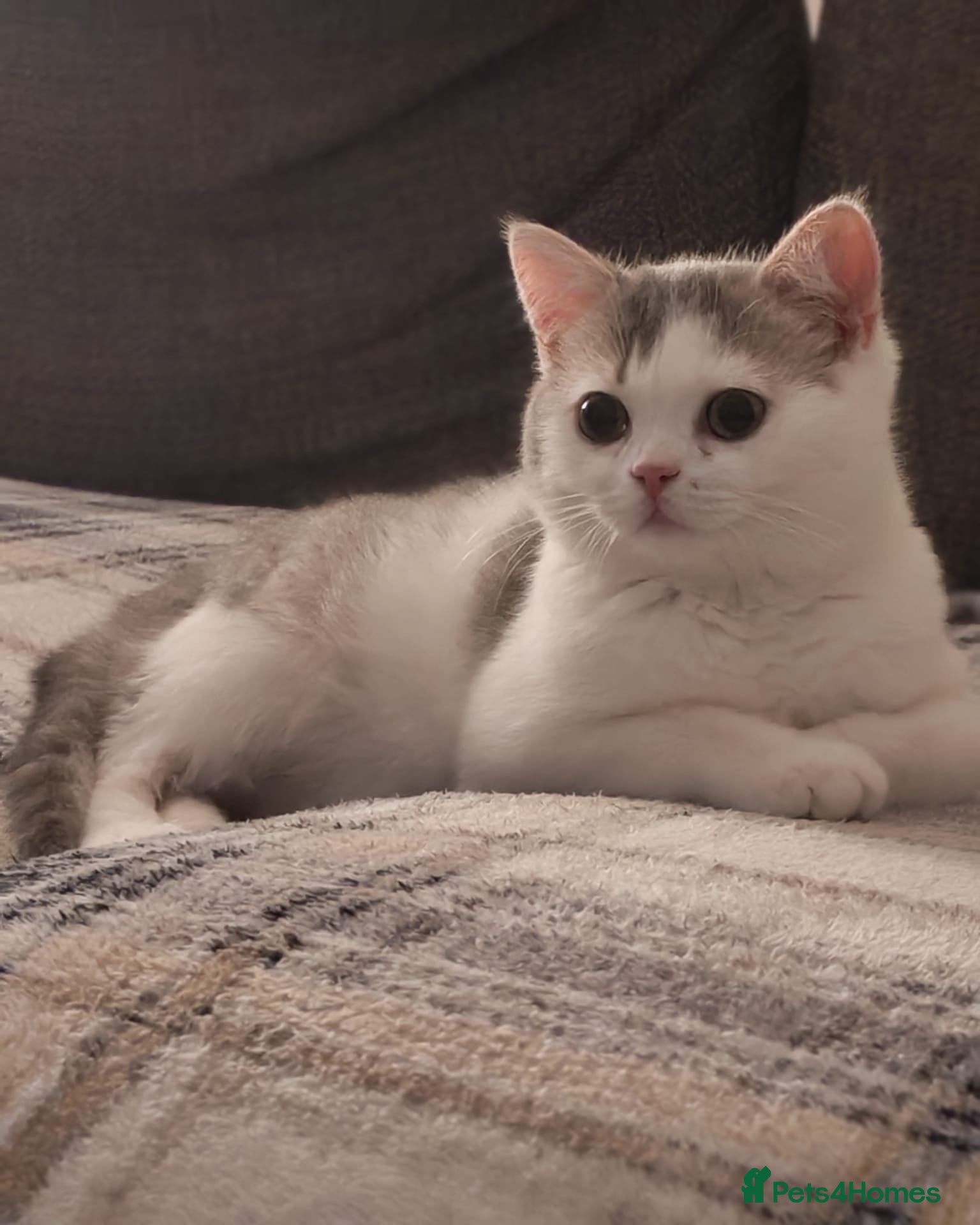 British Shorthair cats British shorthair  - Advert 1