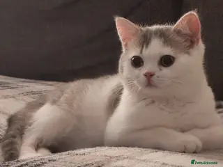 British Shorthair cats British shorthair - Advert 4