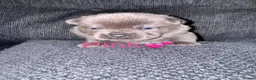 Mixed Breed dogs for sale: Beautiful Litter of French Chows - Advert 19