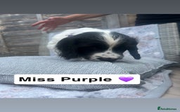 Sprocker dogs for sale: Black and white Sprockers looking for homes  - Image 14
