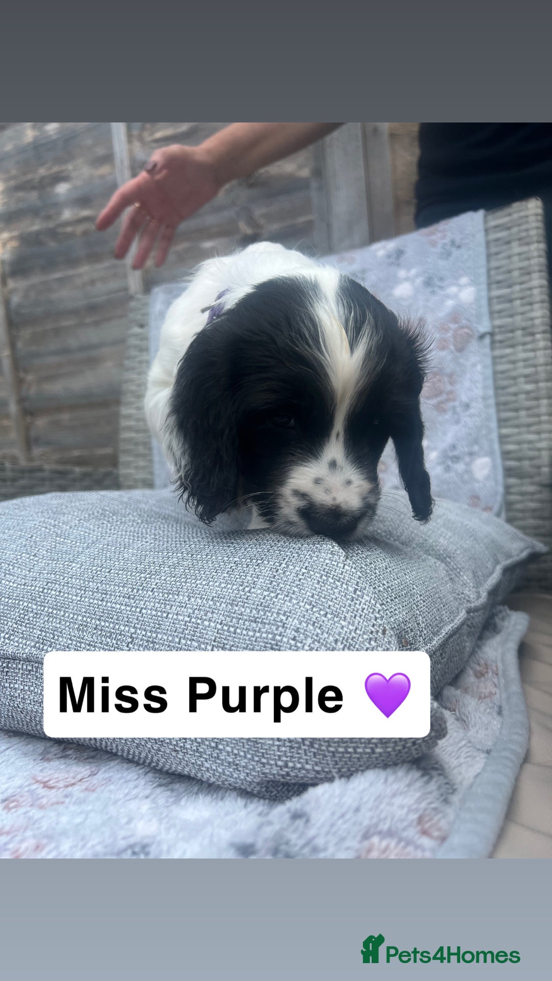 Sprocker dogs for sale: Black and white Sprockers looking for homes  - Image 14