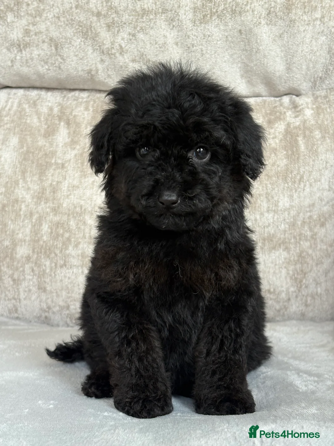 Miniature Poodle dogs for sale: Stunning miniature poodles - Advert 11