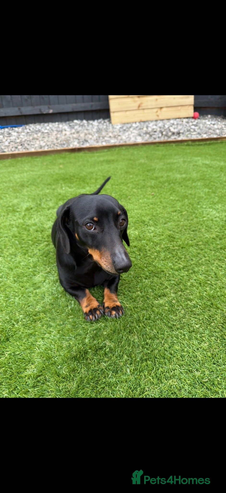 Miniature Dachshund dogs Miniature daushaund for rehoming - Advert 1