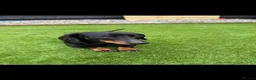 Miniature Dachshund dogs for sale: Miniature daushaund for rehoming in Tamworth - Advert 1