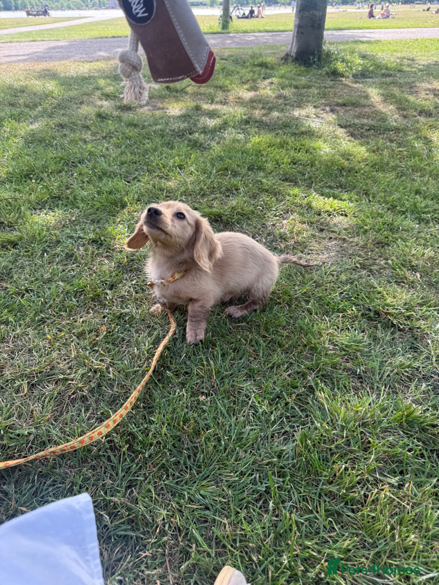 Miniature Dachshund dogs for sale: Cream miniature dachshund  - Advert 7