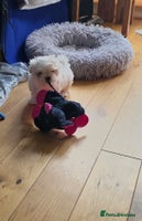 Maltese dogs Kc registered maltese looking for forever home - Advert 6