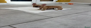 French Bulldog Puppy 1