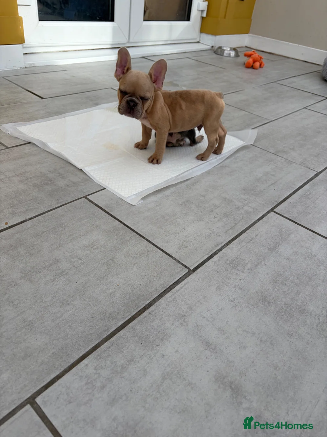 French Bulldog dogs for sale: French bulldog puppies 🐶 Ready now  - Advert 13