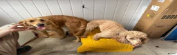 Mini Goldendoodle dogs for sale: Fox Red F1 Miniature Goldendoodle 100% DNA Clear - Advert 3