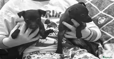 Italian Greyhound dogs Itlaian greyhound puppy's for sale - Advert 3
