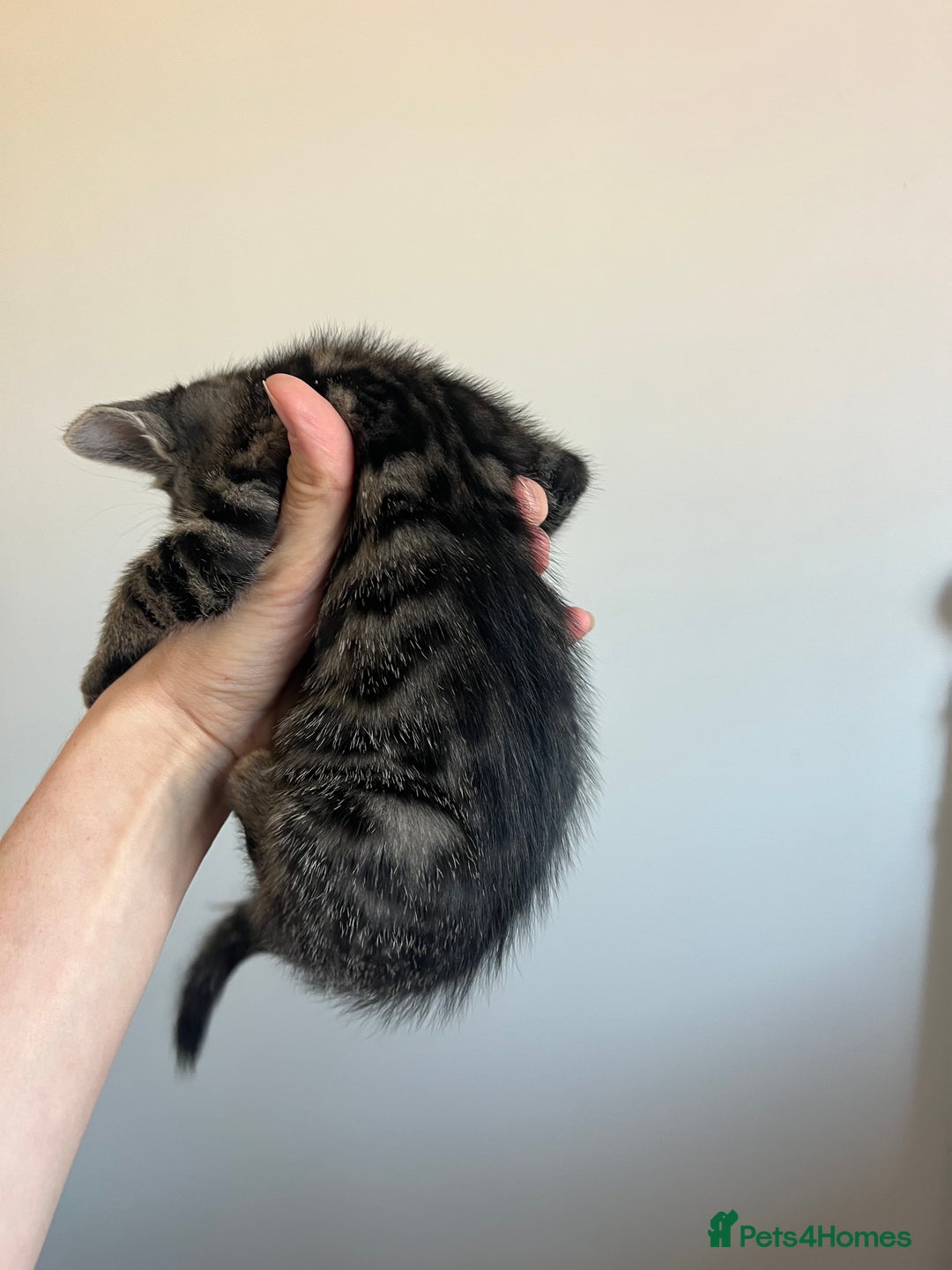 Bengal cats for sale: Beautiful Charcoal Bengal Female Kittens 🐾  - Image 8