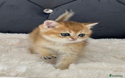 British Shorthair cats for sale: Ready to go Golden BSH Kittens Champ line  in March - Image 6