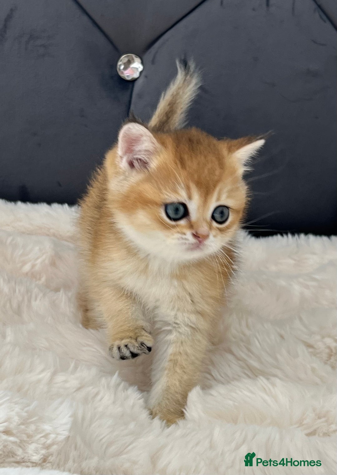 British Shorthair cats for sale: Ready to go Golden BSH Kittens Champ line  in March - Image 6