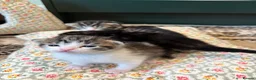 American Shorthair cats for sale: 4 Beautiful American Shorthair Kittens  - Advert 2
