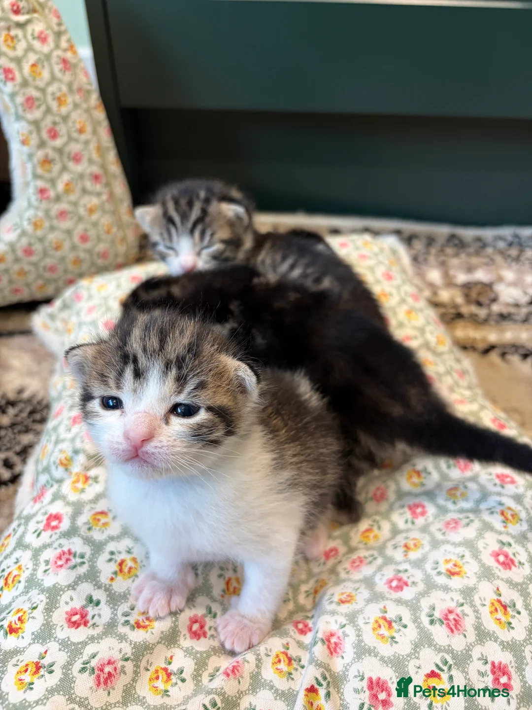 American Shorthair cats for sale: 4 Beautiful American Shorthair Kittens  - Advert 2