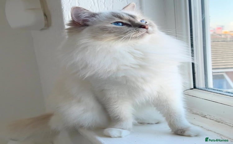 Ragdoll cats Lilac lynx ragdoll active - Advert 3