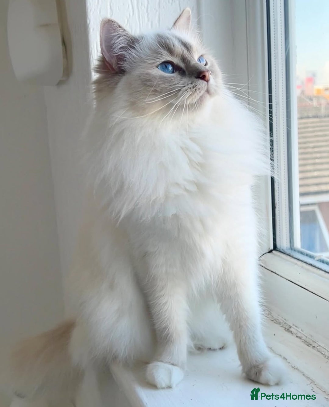Ragdoll cats for sale: Lilac lynx ragdoll active - Advert 1