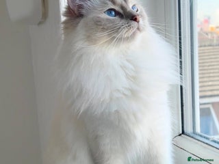 Ragdoll cats Lilac lynx ragdoll active - Advert 3