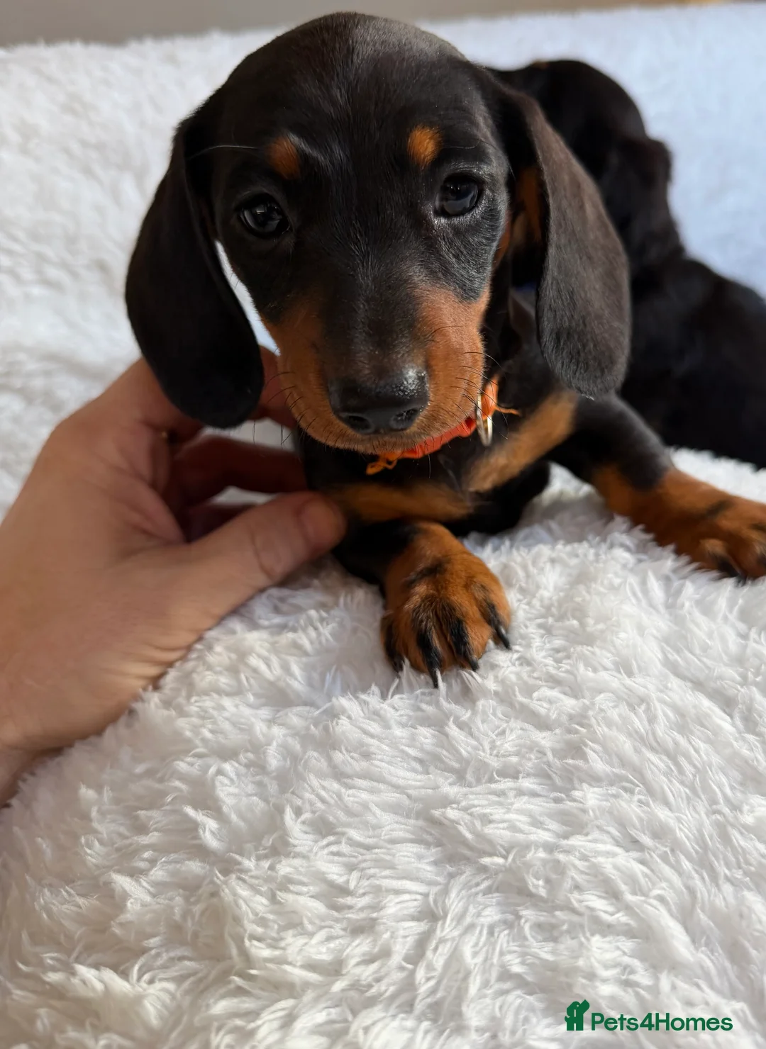 Miniature Dachshund dogs for sale: Beautiful Miniature Dachshund puppies for sale - Advert 12
