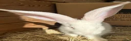 Flemish rabbits for sale: WE HAVE THE WORLDS BIGGEST BUNNIES  - Advert 9