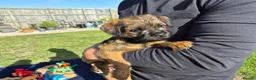 Border Terrier dogs for sale: SLEM CLEAR and KC REGISTERED  - Advert 4