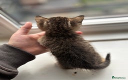 Mixed Breed cats for sale: Beautiful cross mixed breed bengal/tabby kittens  - Image 7