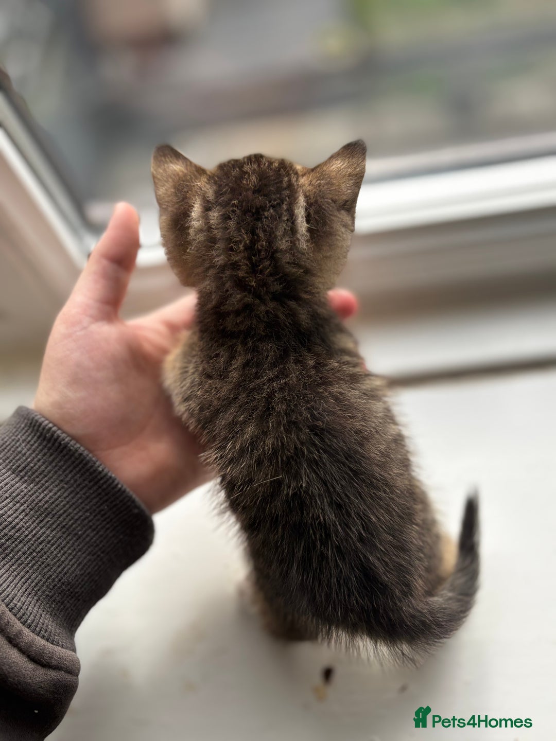 Mixed Breed cats for sale: Beautiful cross mixed breed bengal/tabby kittens  - Image 7
