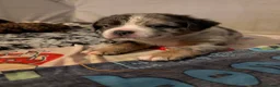 Olde English Bulldogge dogs for sale: Quality Chunky Olde English bulldogge puppies - Advert 17