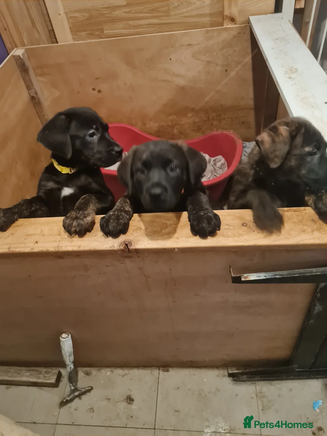 Mixed Breed dogs for sale: Mixed breed pups for sale - Advert 3