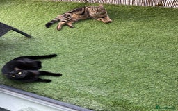 Domestic Shorthair cats for sale: Beautiful sisters looking for a new home  - Image 2