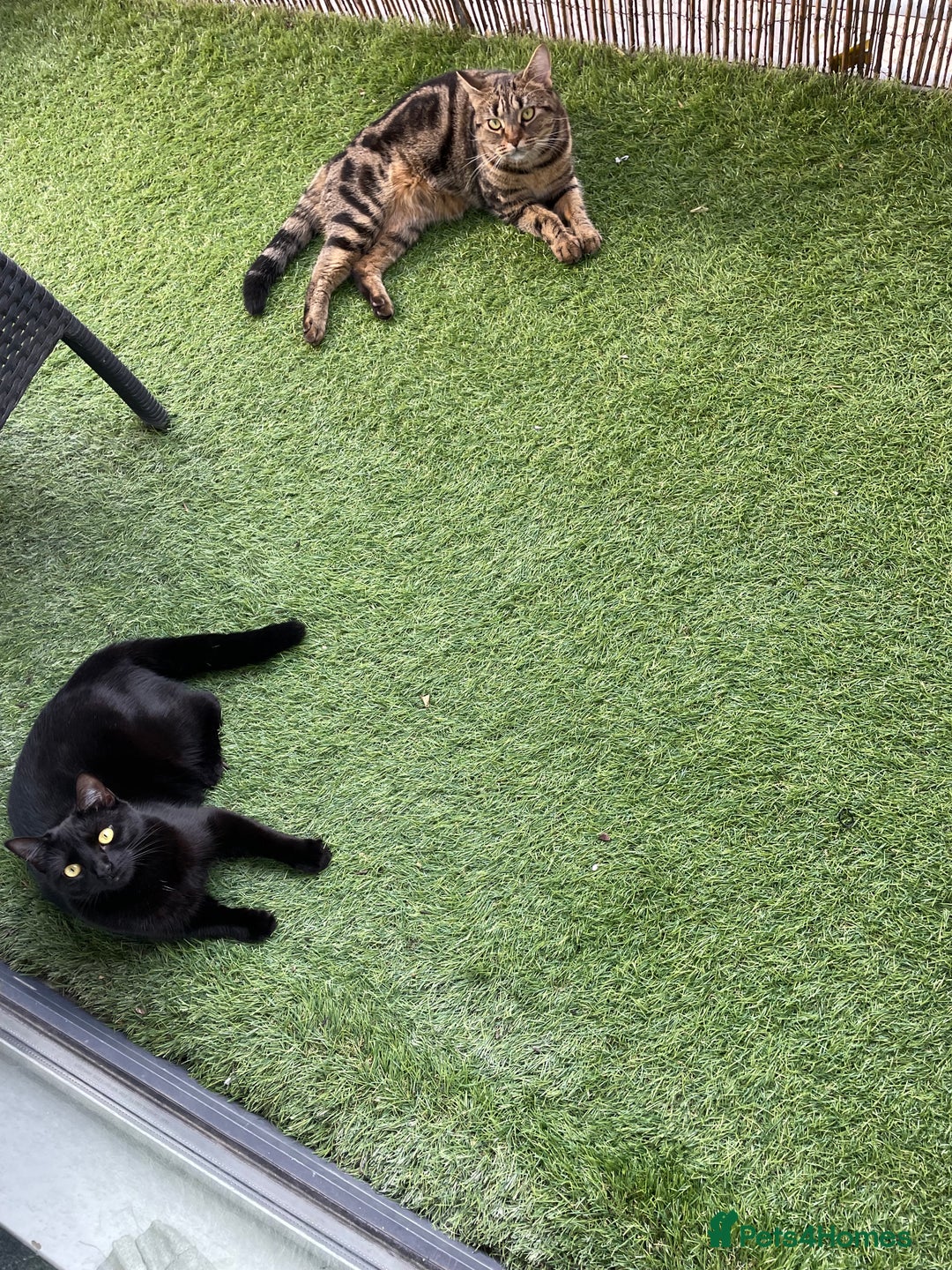 Domestic Shorthair cats for sale: Beautiful sisters looking for a new home  - Image 2