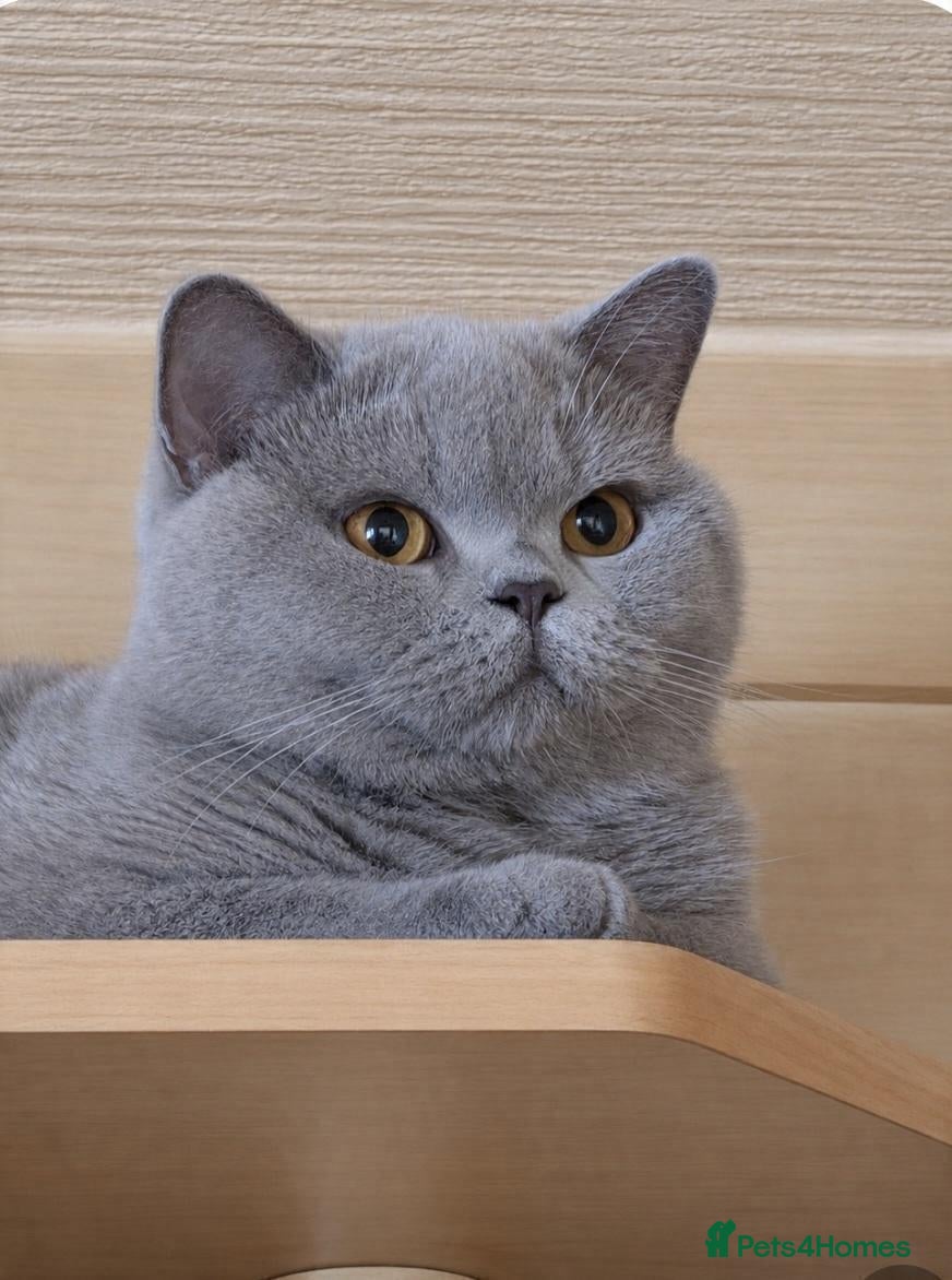 British Shorthair cats 🏡 HOME SWEET HOME - Advert 4