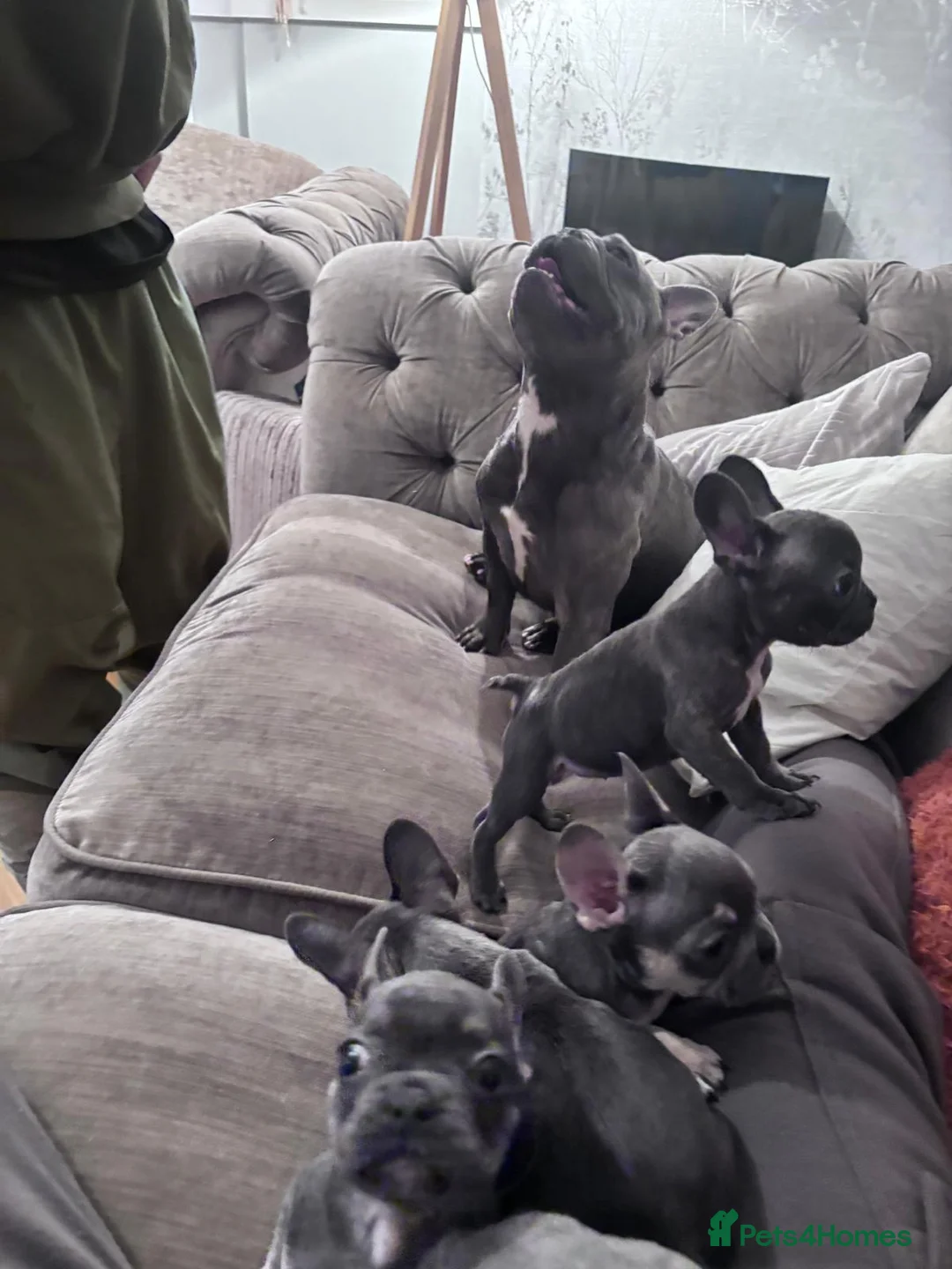 French Bulldog dogs for sale: French Bulldog Puppies - Advert 8