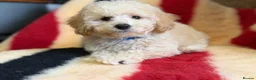 Poochon dogs for sale: Absolutely gorgeous poochon boys ready now  in Chester - Advert 7