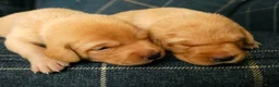 Labrador Retriever dogs for sale: KC registered Fox red labradors in Peterborough - Advert 12