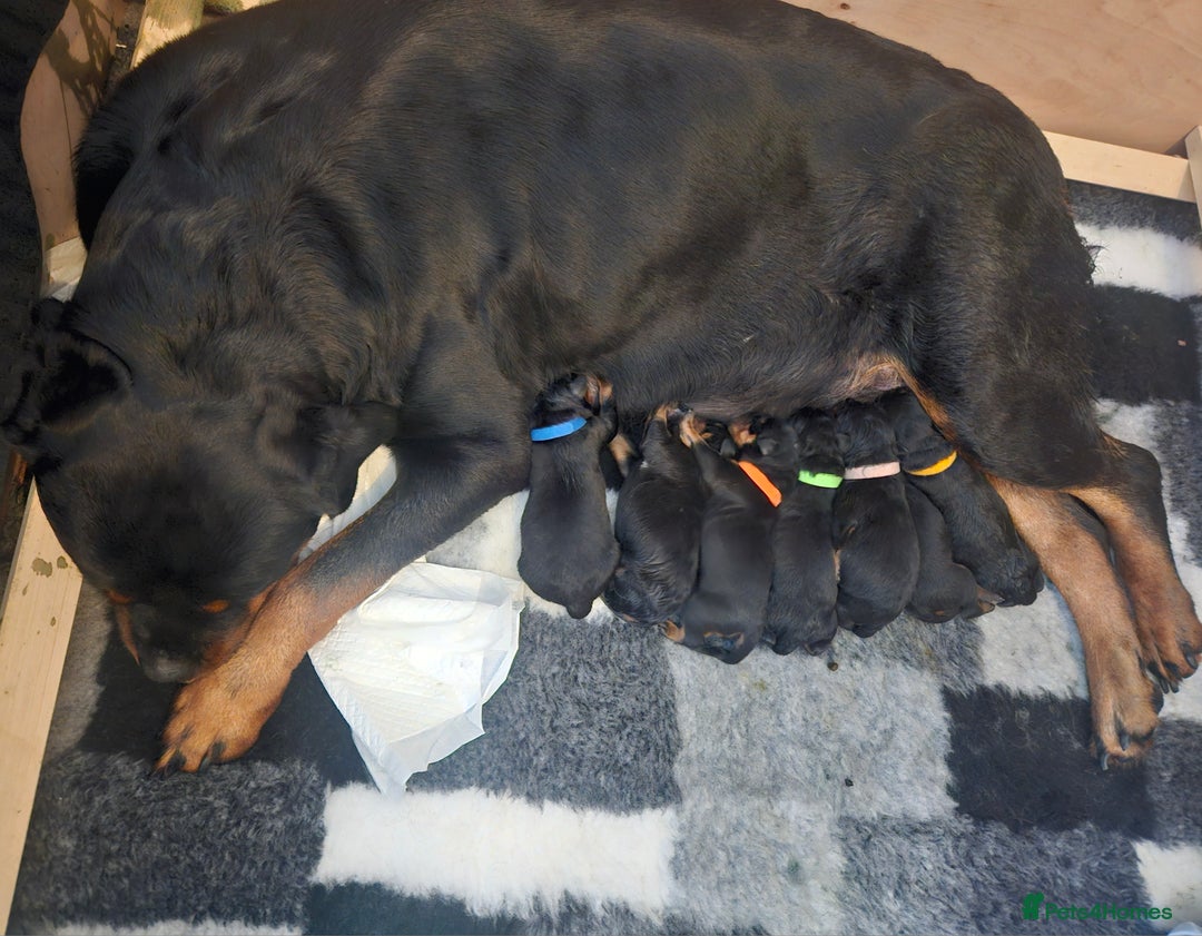 Rottweiler dogs for sale: KC Registered Rottweiler Puppies excellent lineage - Image 3