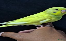 Budgerigars birds for sale: Silly hand tamed baby budgies for sale  - Image 18