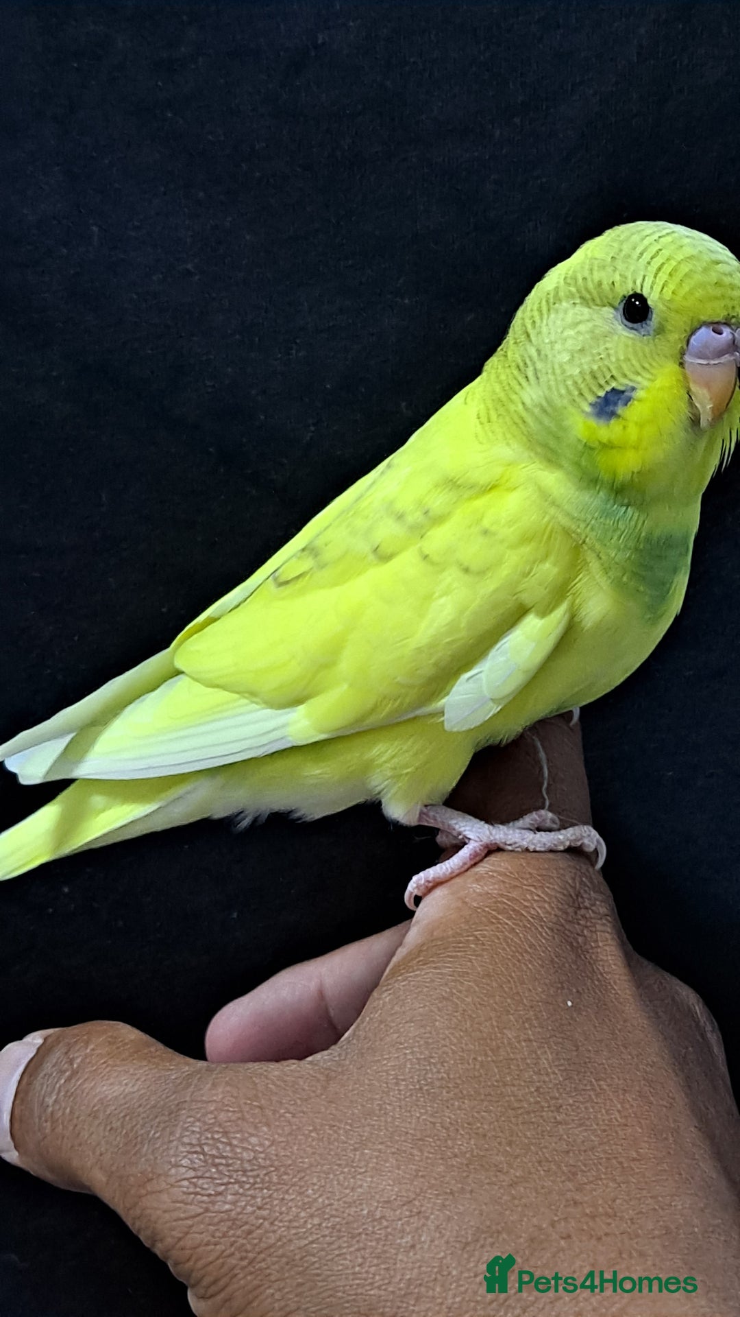 Budgerigars birds for sale: Silly hand tamed baby budgies for sale  - Image 18