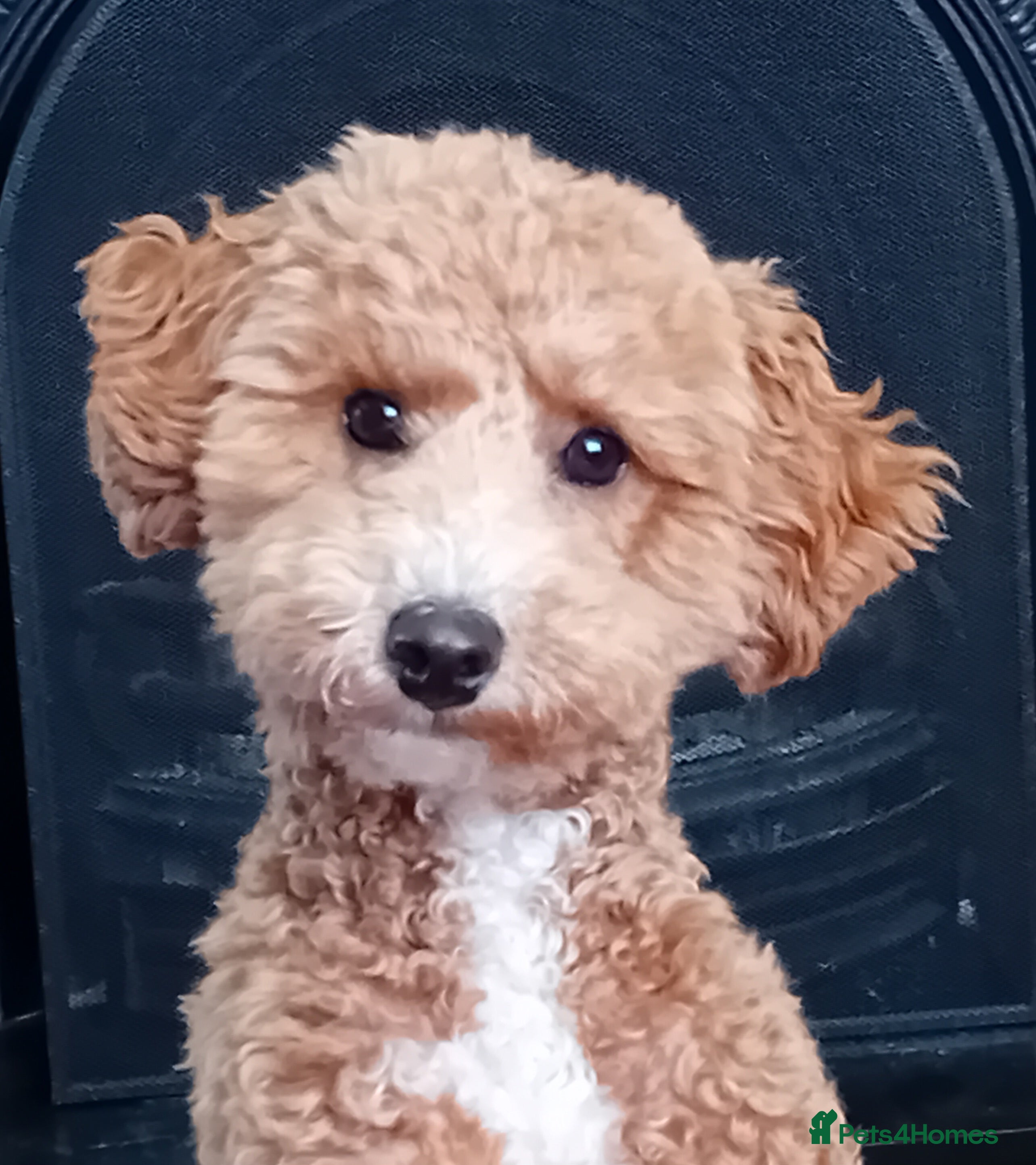 Cockapoo dogs Cockapoo for rehoming 9 months old - Advert 1