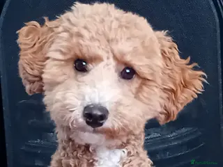 Cockapoo dogs Cockapoo for rehoming 9 months old - Advert 1