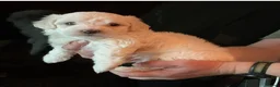 Malshi dogs for sale: Malshi Pups - Advert 7