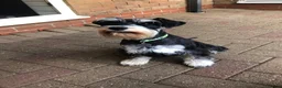Miniature Schnauzer dogs for sale: Stunning litter of Miniature Schnauzers - Advert 6