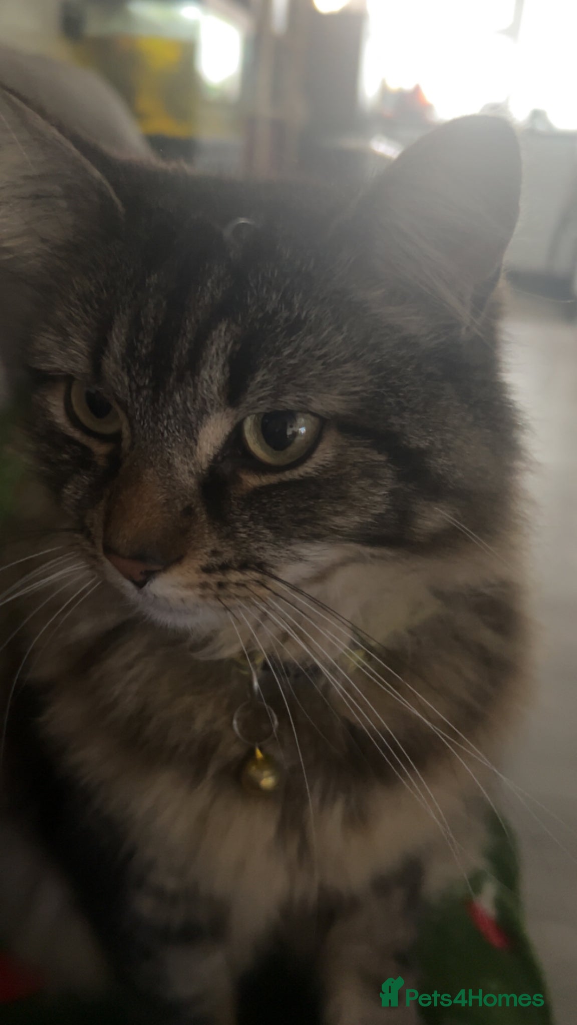 British Longhair cats Cat named rockstar  - Advert 1